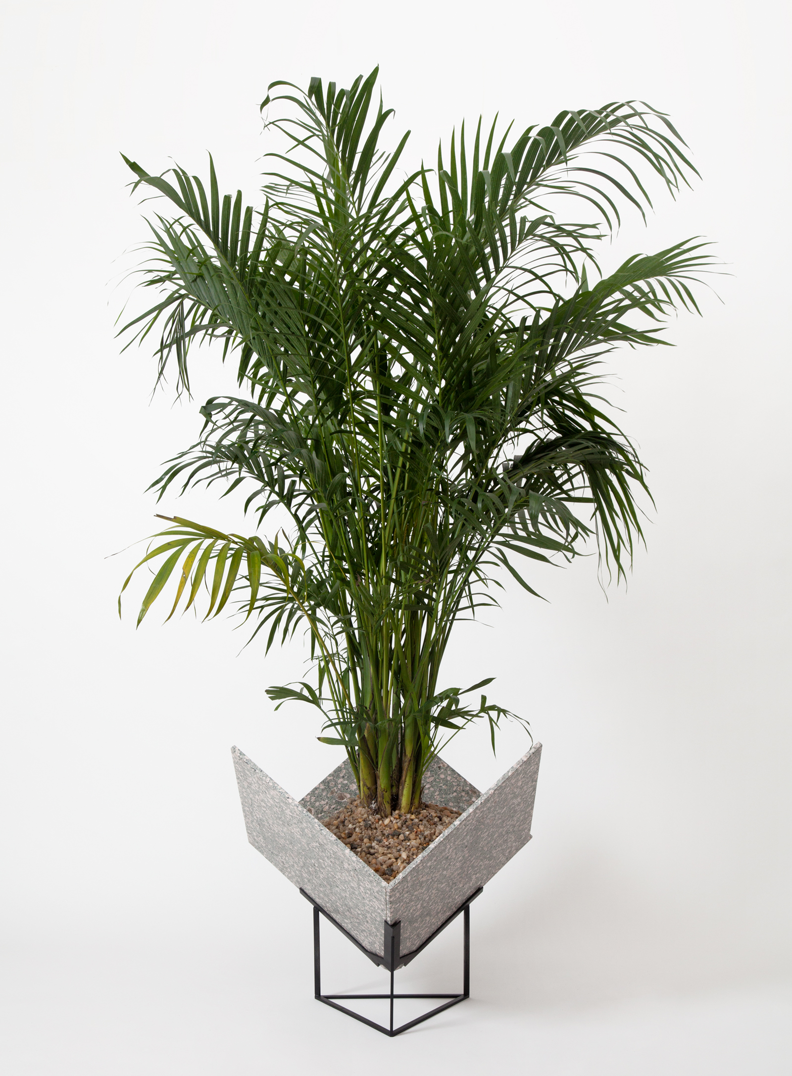 plant in a three sided marble planter