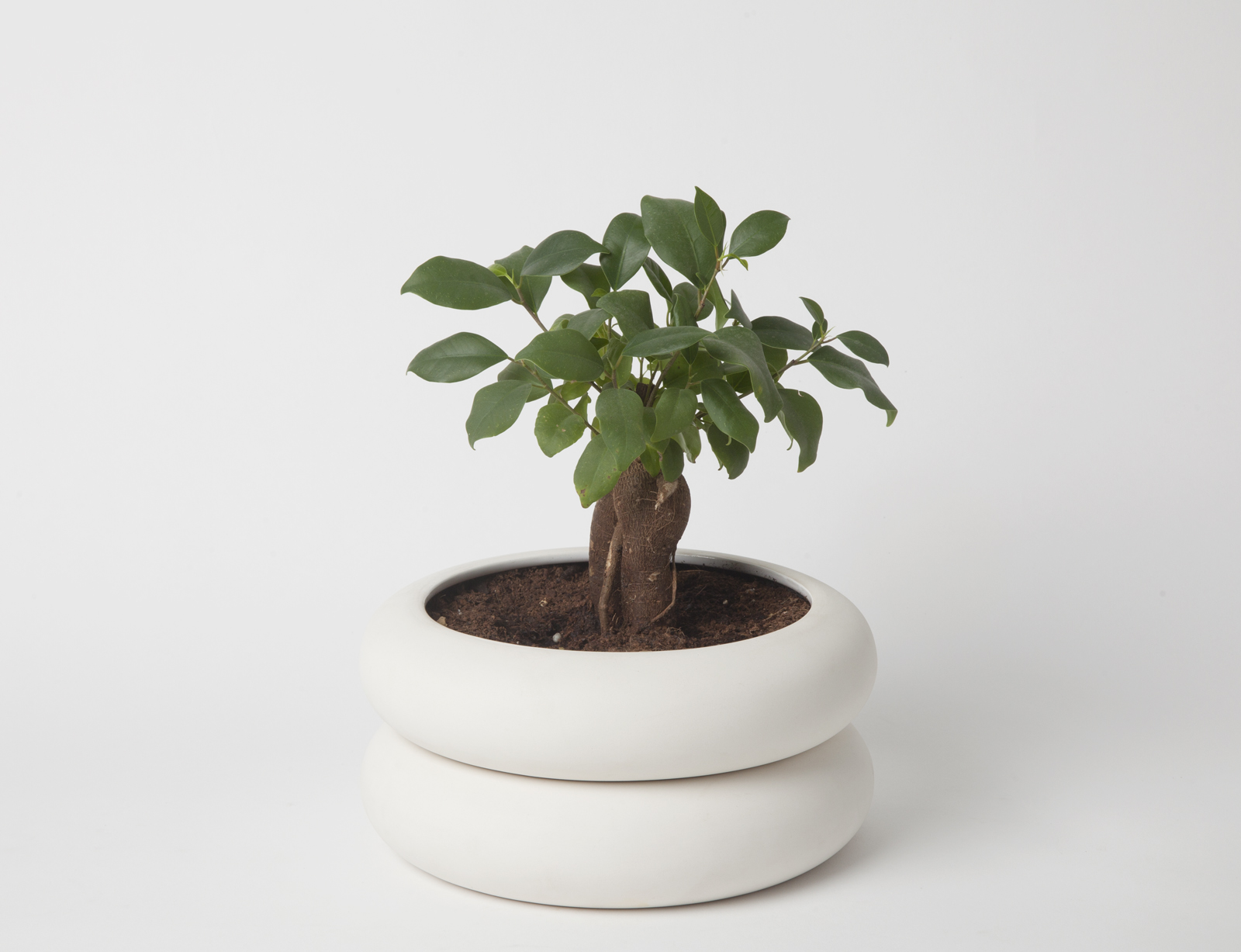 white two tier stacking planter with money tree inside.